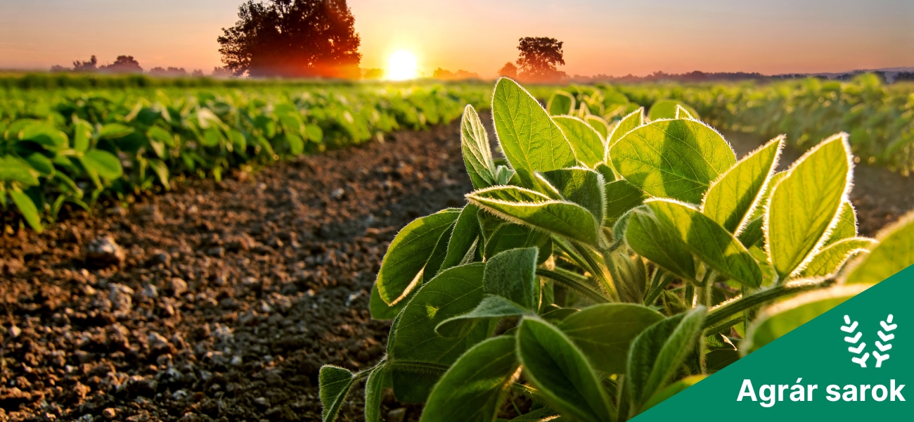 Szóljatok a szójásoknak!