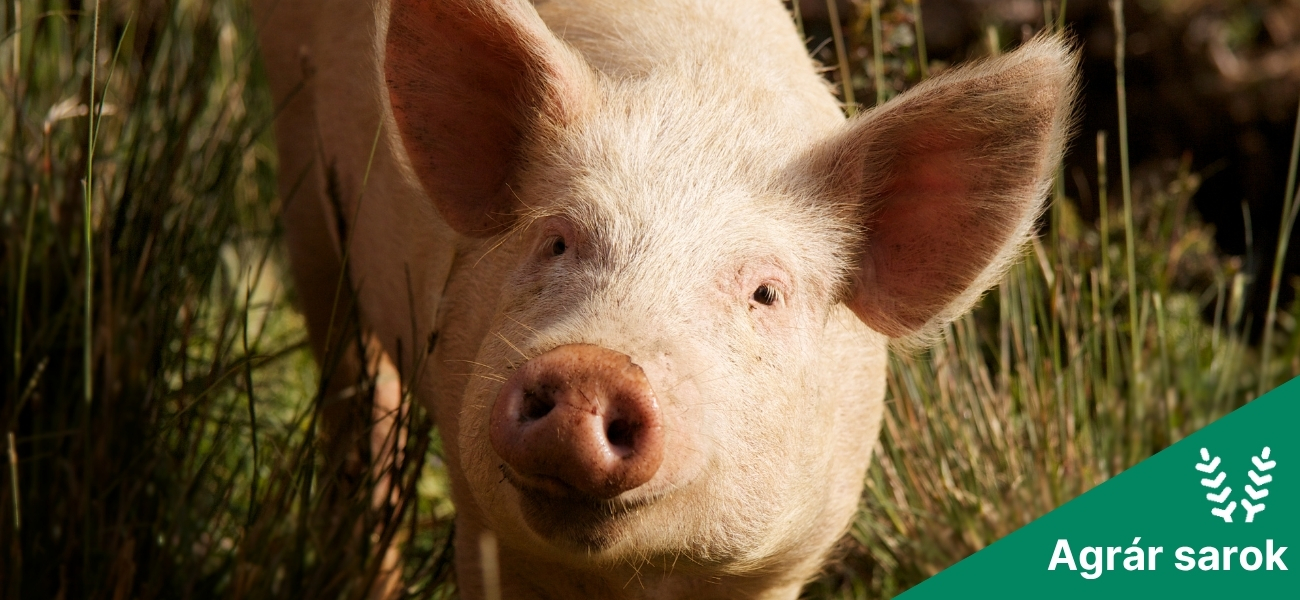 Az emelkedő sertésárak háttere
