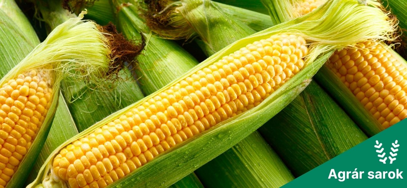 Az USDA jelentés kukoricapiaci hatása