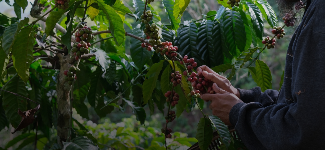 KÁVÉ és CSOKOLÁDÉ - A jövő LUXUSbefektetései?