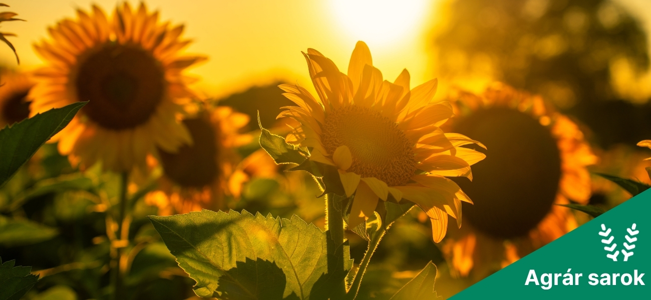 Merre forog a napraforgó?