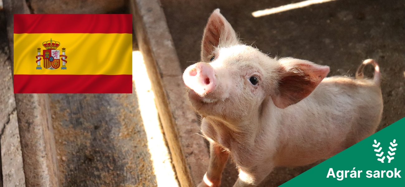 Spanyol sertéspestis