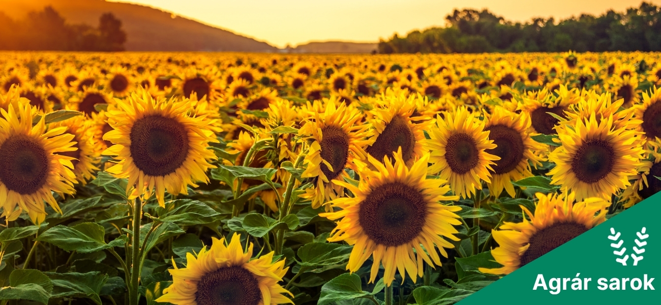 Új játékos az asztalnál