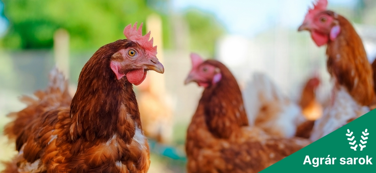 Ukrajna baromfiipara megállíthatatlan